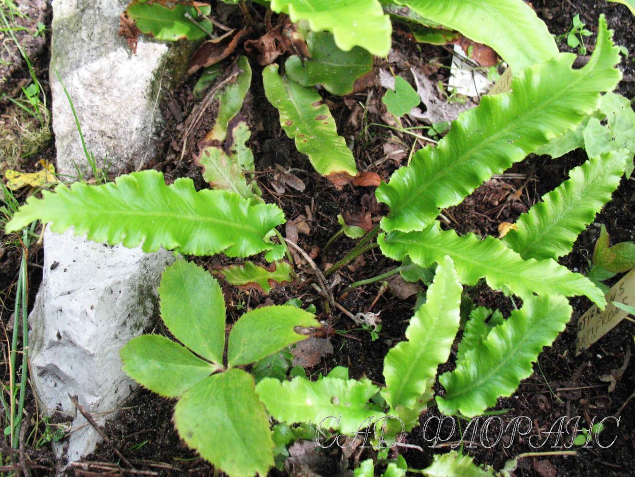 Phyllitis scolopendrium 'serratifolia'