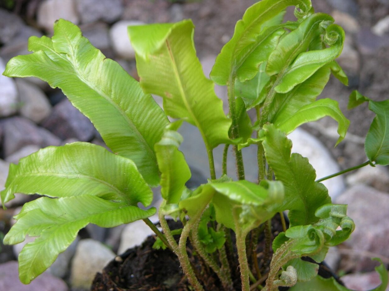 Асплениум СКОЛОПЕНДРИУМ