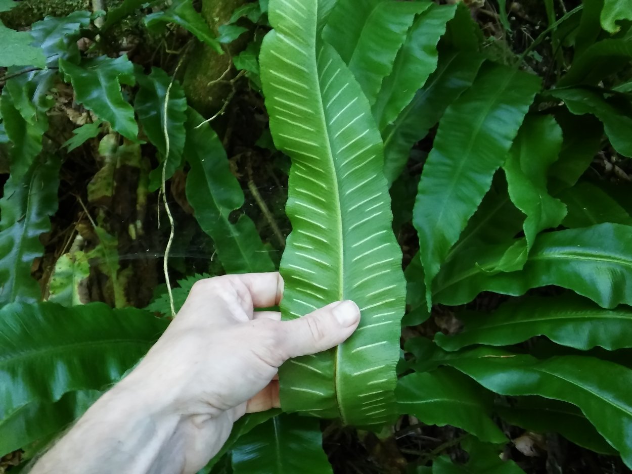 Папоротник Листовик