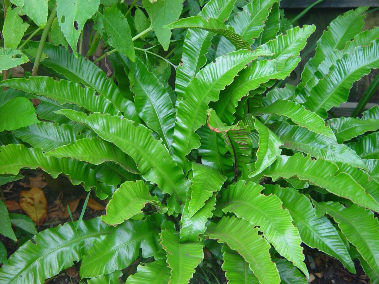 Папоротник Ундулата