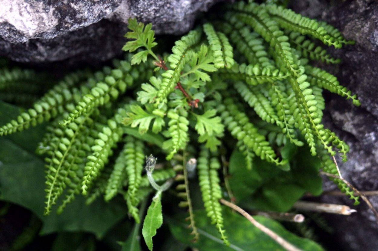 Папоротник Костенец (Asplenium)