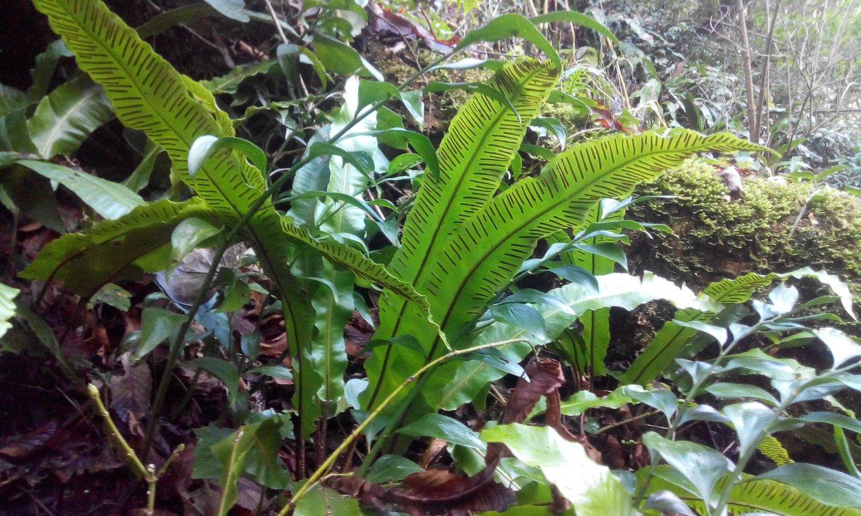 Костенец сколопендровый undulatum