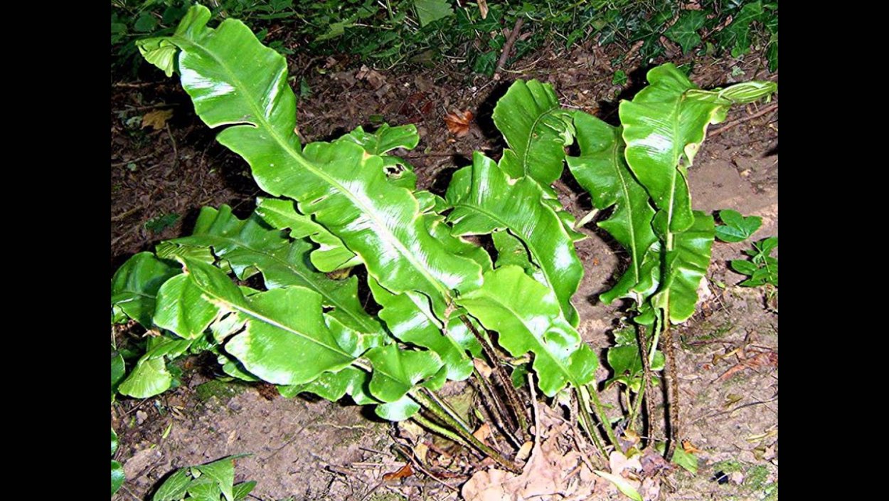 Папоротник Листовик сколопендровый