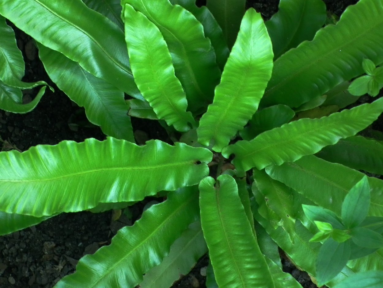 Асплениум Asplenium scolopendrium undulatum
