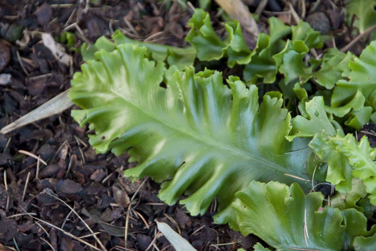 Листовик обыкновенный