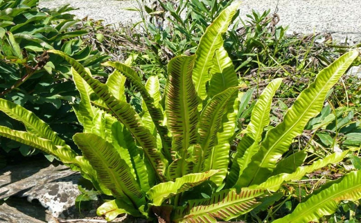 Папоротник Листовик