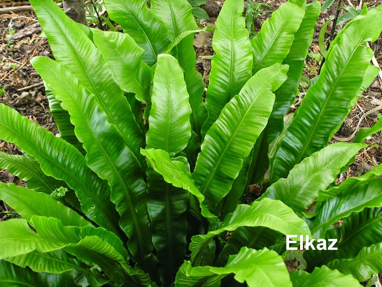 Папоротник Костенец сколопендровый