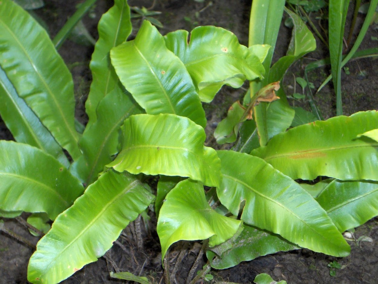 Asplenium scolopendrium