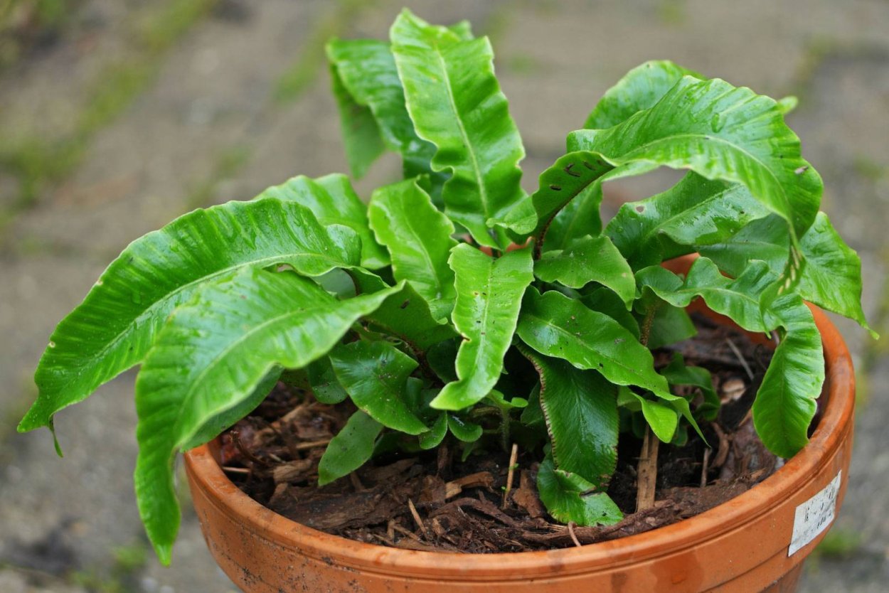 Асплениум Костенец