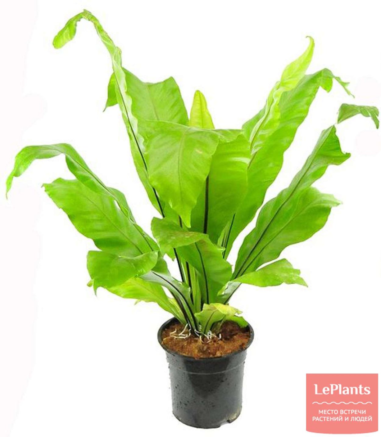 Асплениум Asplenium scolopendrium undulatum