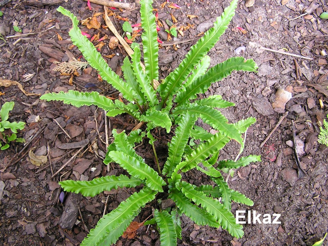 Листовик сколопендровый Кристатум