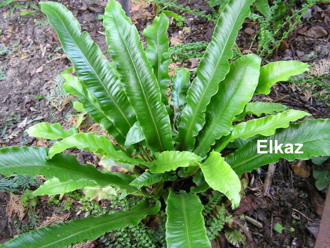 Папоротник Листовик сколопендровый