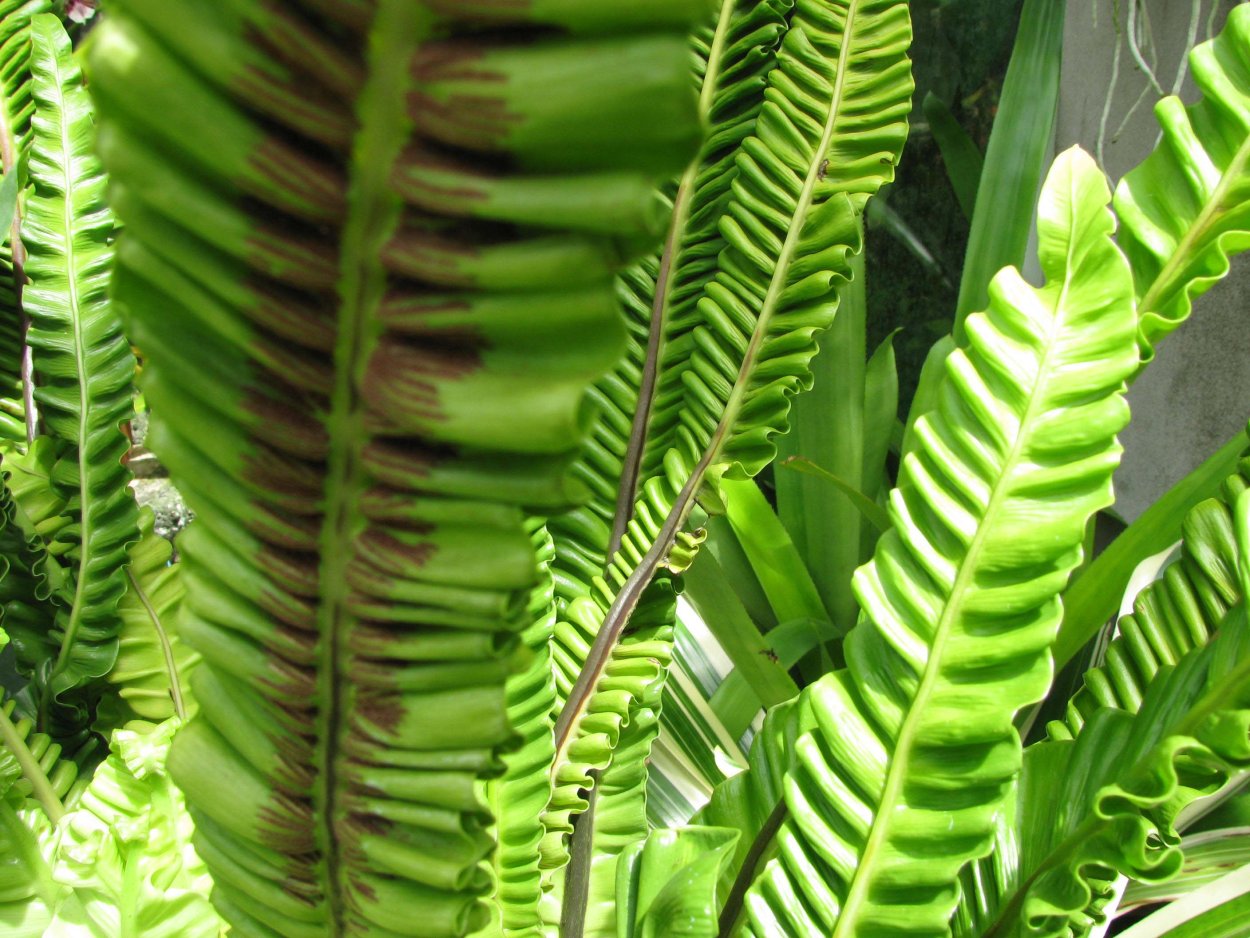 Асплениум scolopendrium 12д. 35см