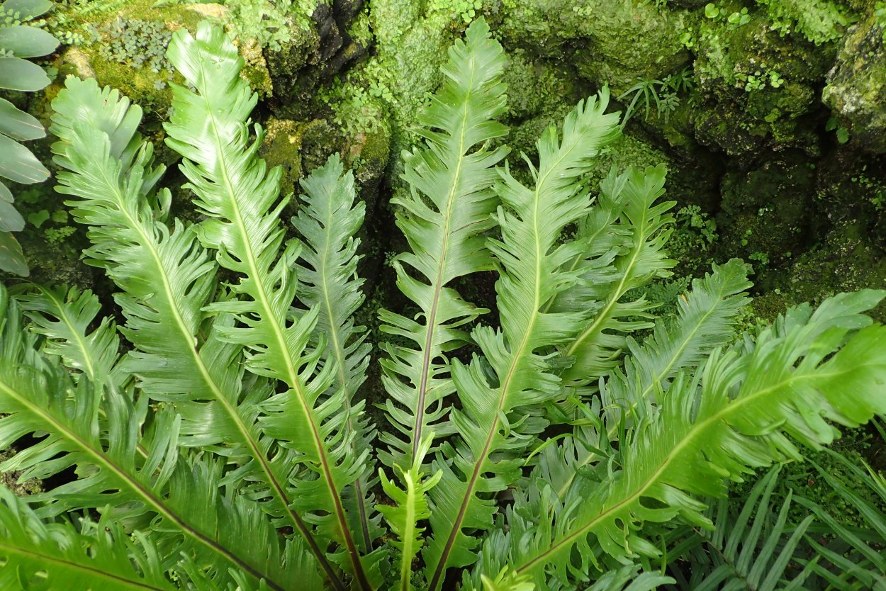 Асплениум в природе