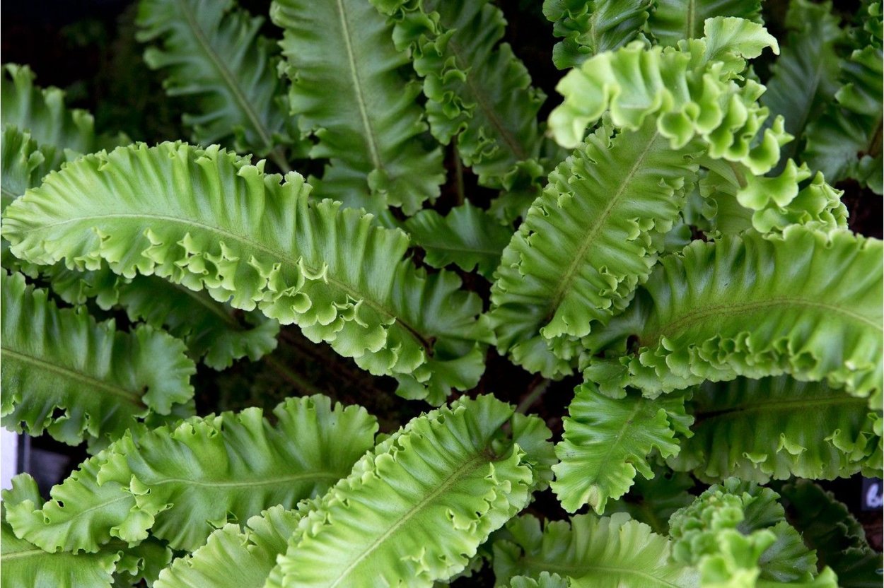 Асплениум сколопендровый Asplenium