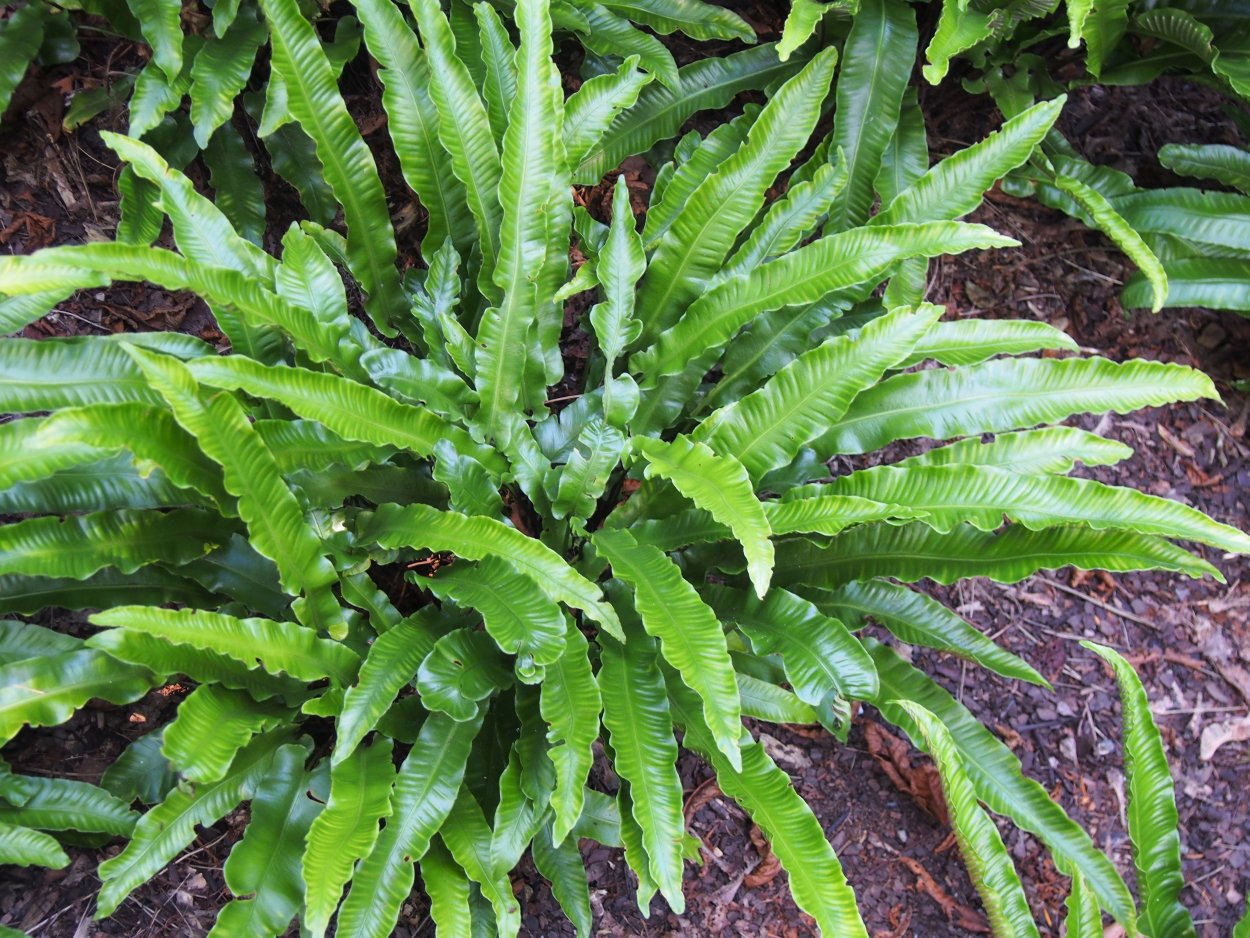 Папоротник Костенец Степной