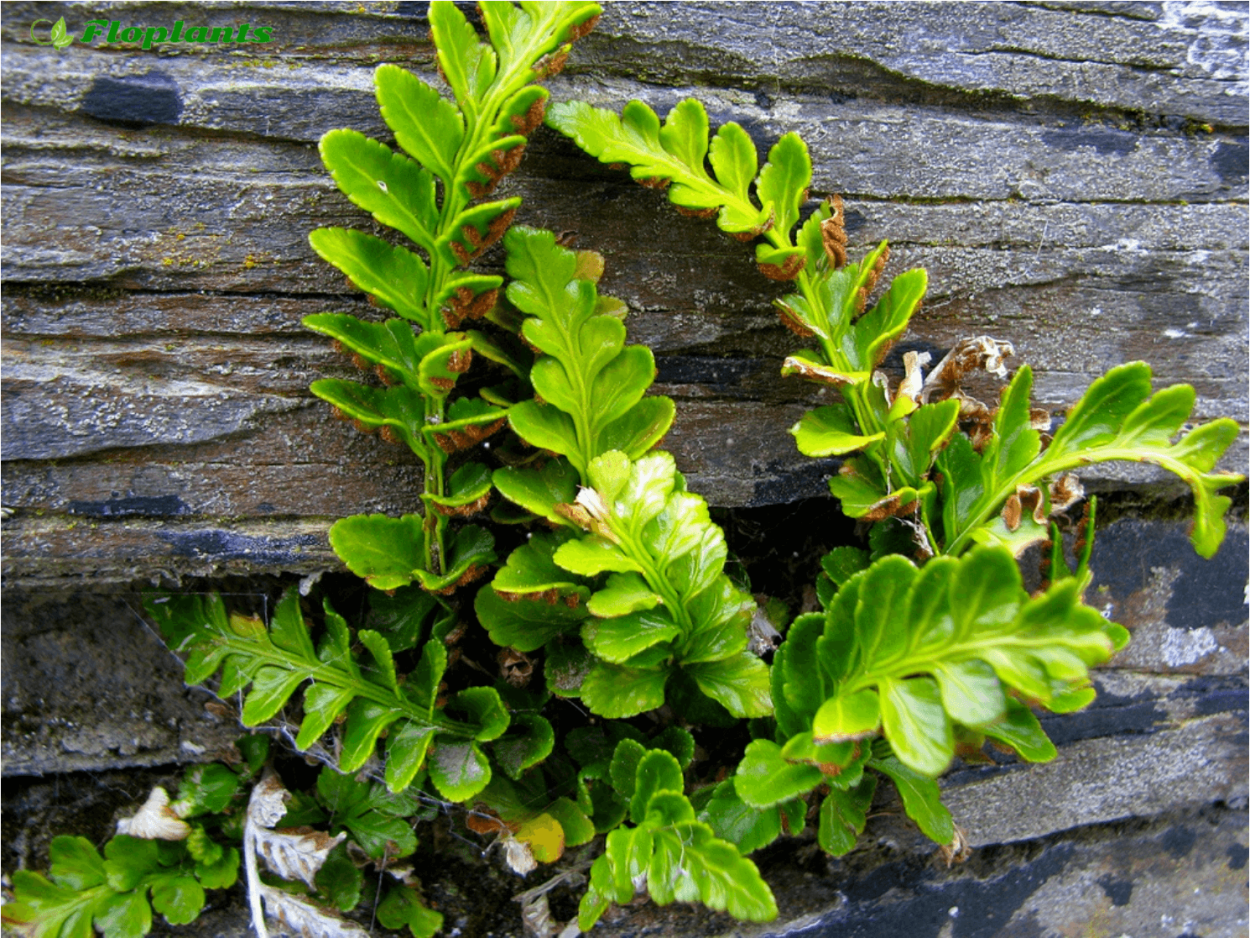 Сколопендровый листочек