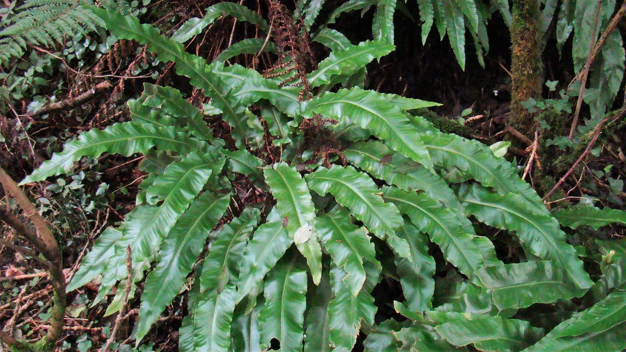 Асплениум Костенец гнездовой