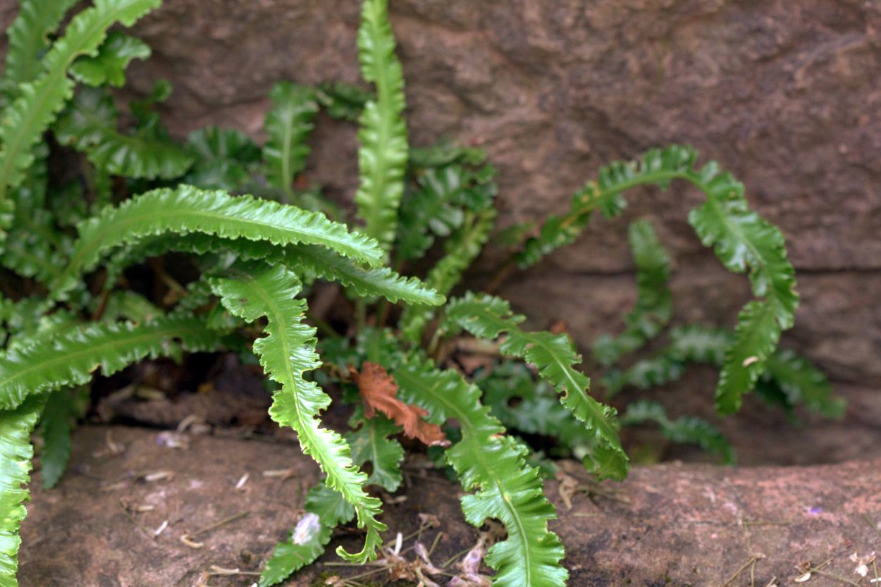 Асплениум сколопендровый