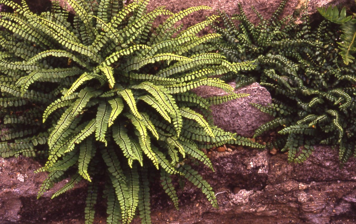 Асплениум СКОЛОПЕНДРИУМ