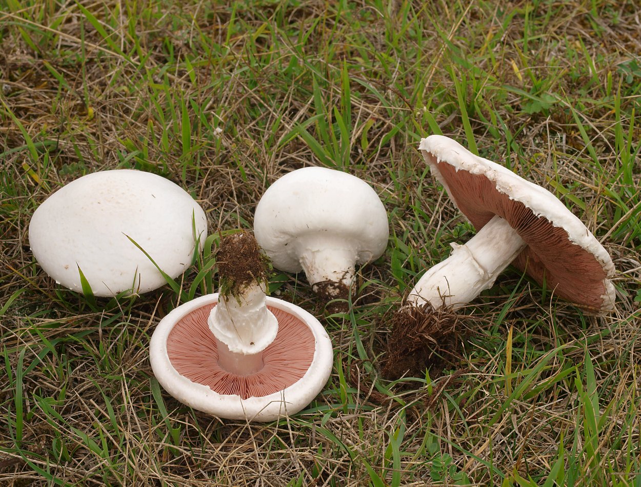 Шампиньон Луговой Agaricus Campestris