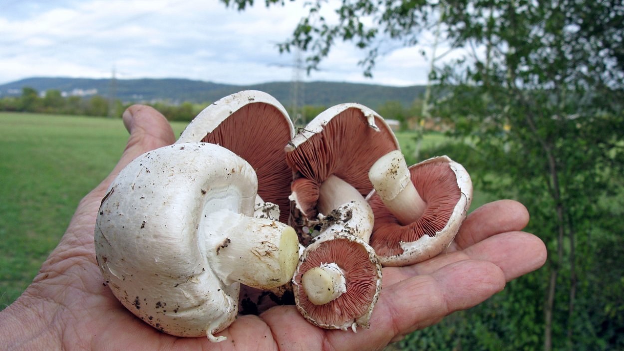 Шампиньон двуспоровый (Agaricus bisporus)