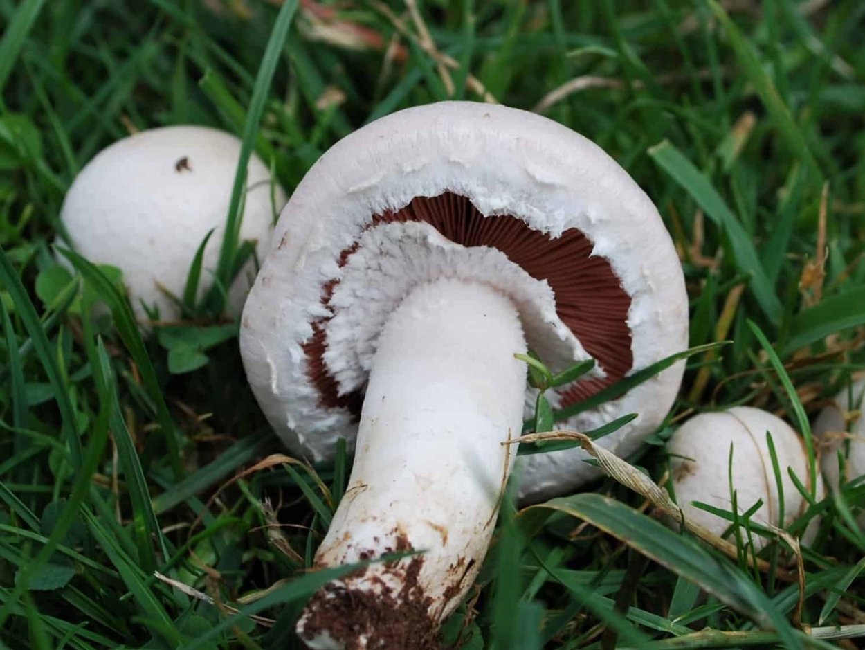 Agaricus arvensis Schaeff. — Шампиньон полевой