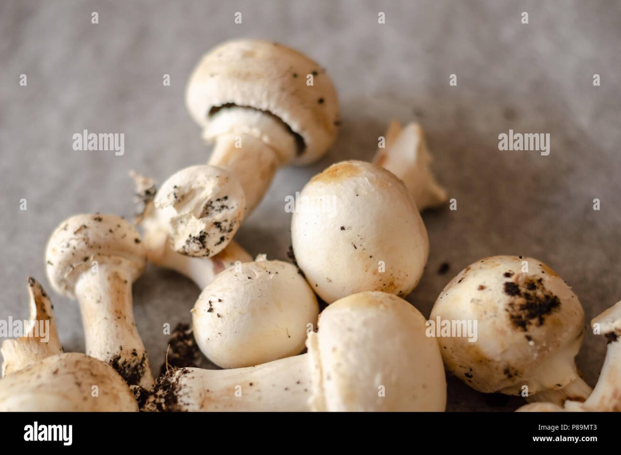 Печерица, Луговой шампиньон ложные