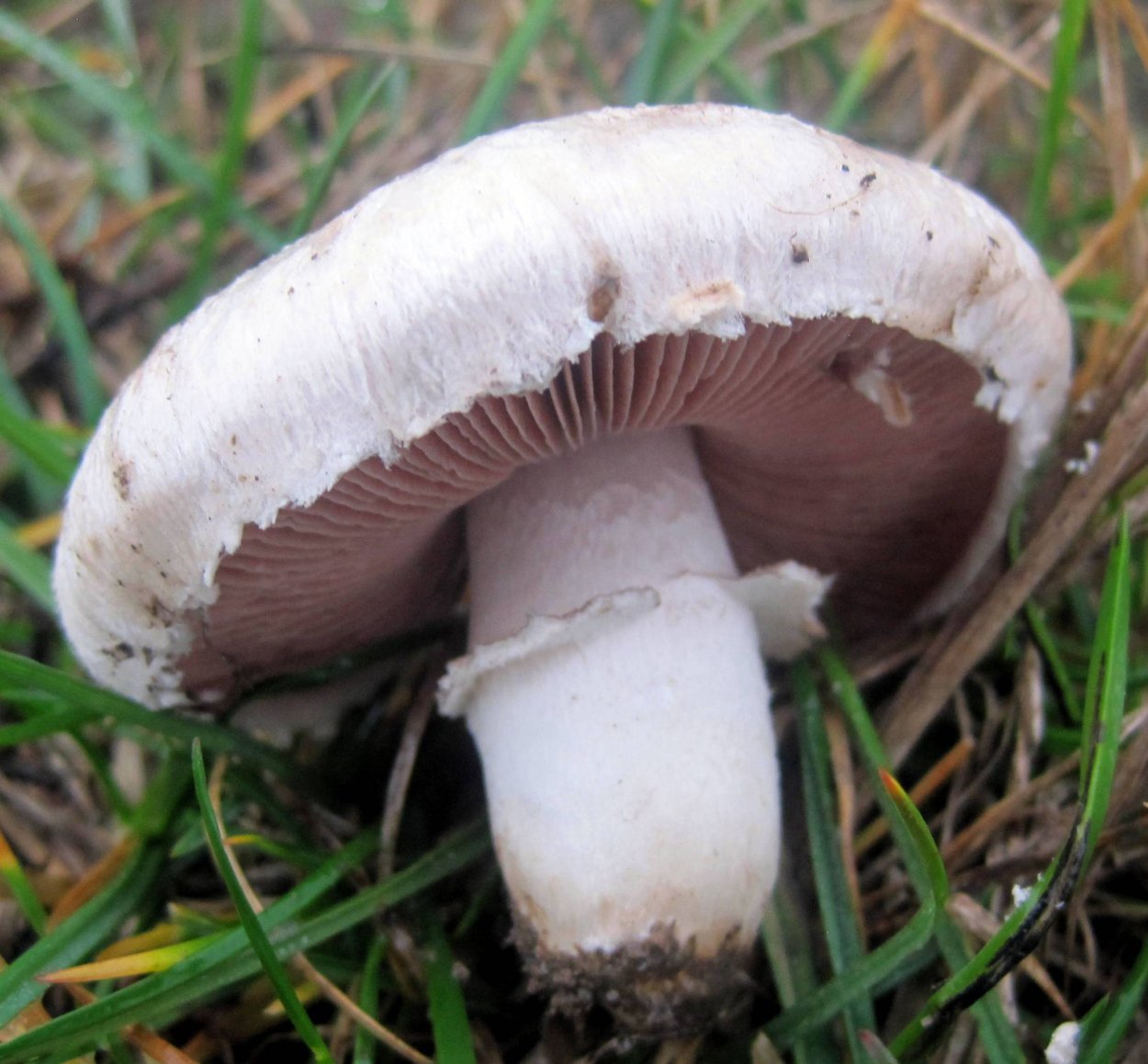 Шампиньон обыкновенный (Agaricus Campestris)