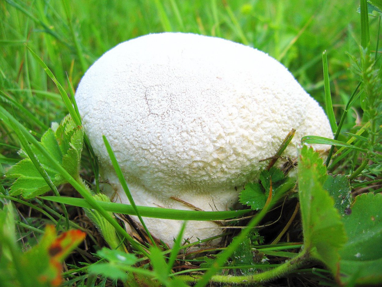 Дождевик ГОЛОВАЧ гигантский