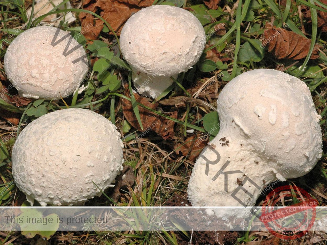 Гриб дождевик ГОЛОВАЧ