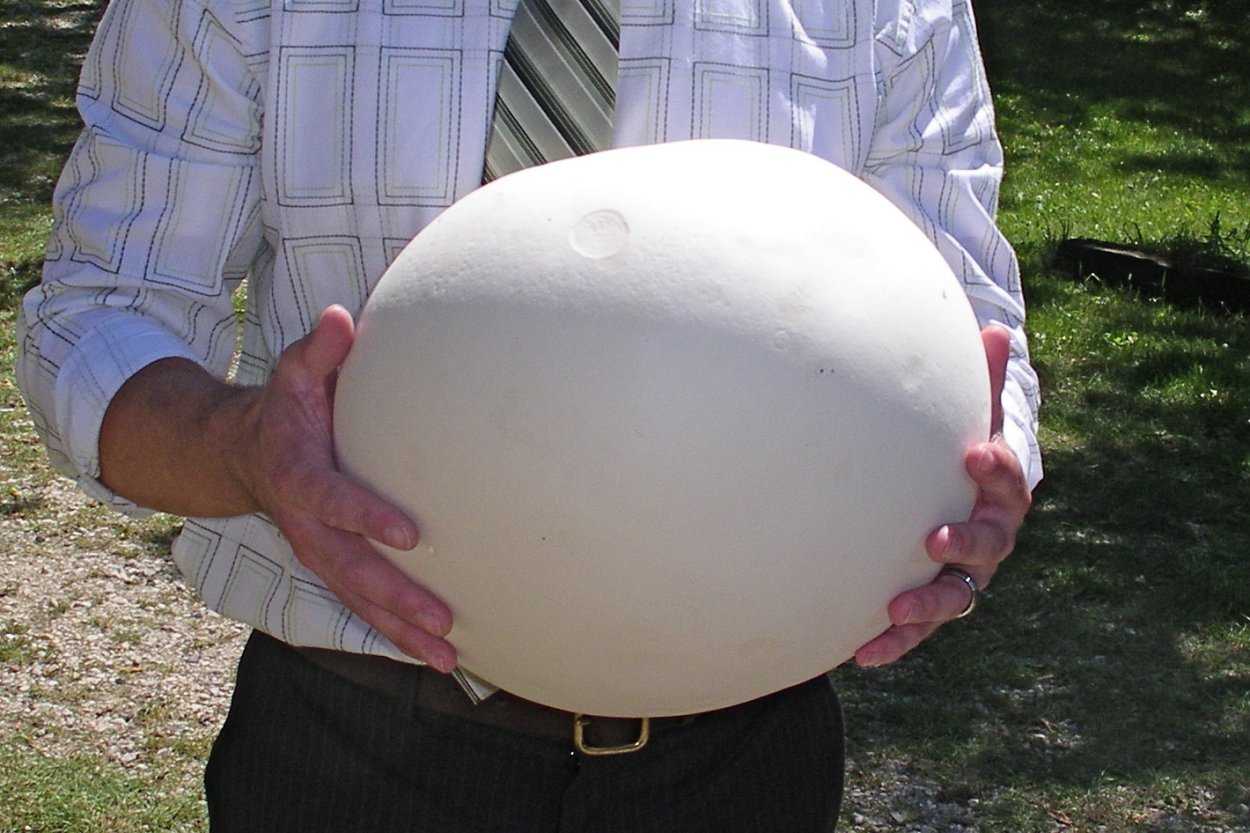 Гриб лангерманния гигантская