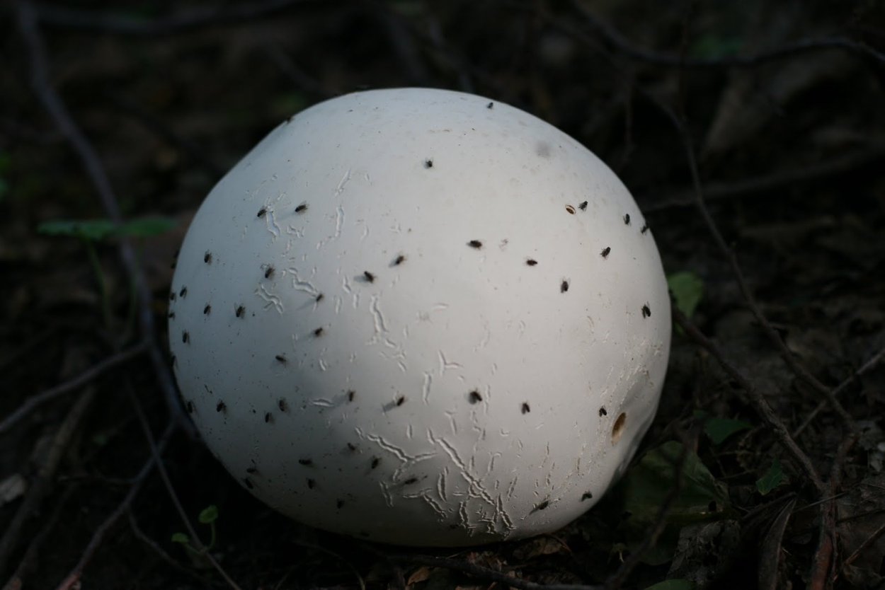 Гриб дождевик гигантский съедобный