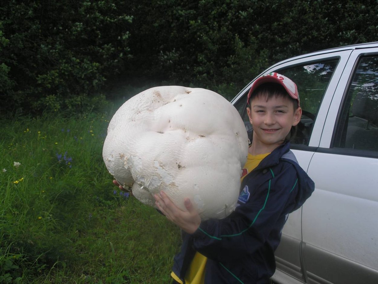 Calvatia utriformis (ГОЛОВАЧ мешковатый)
