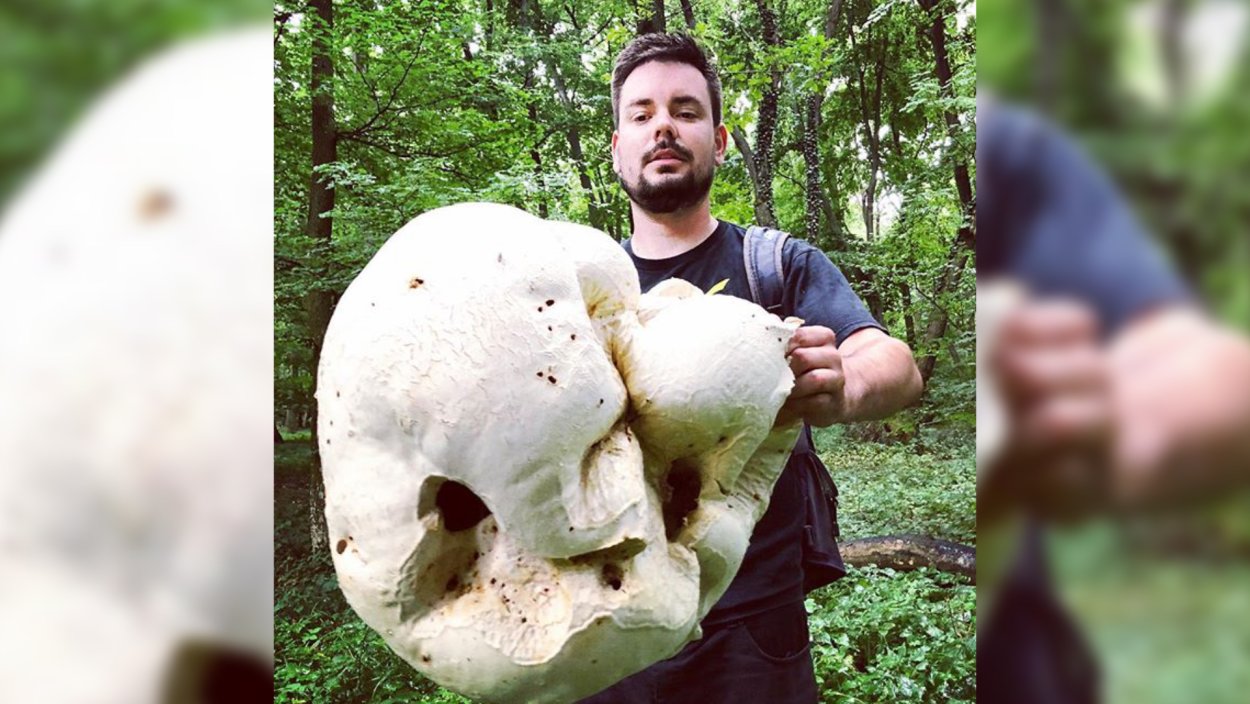 Гриб дождевик ГОЛОВАЧ