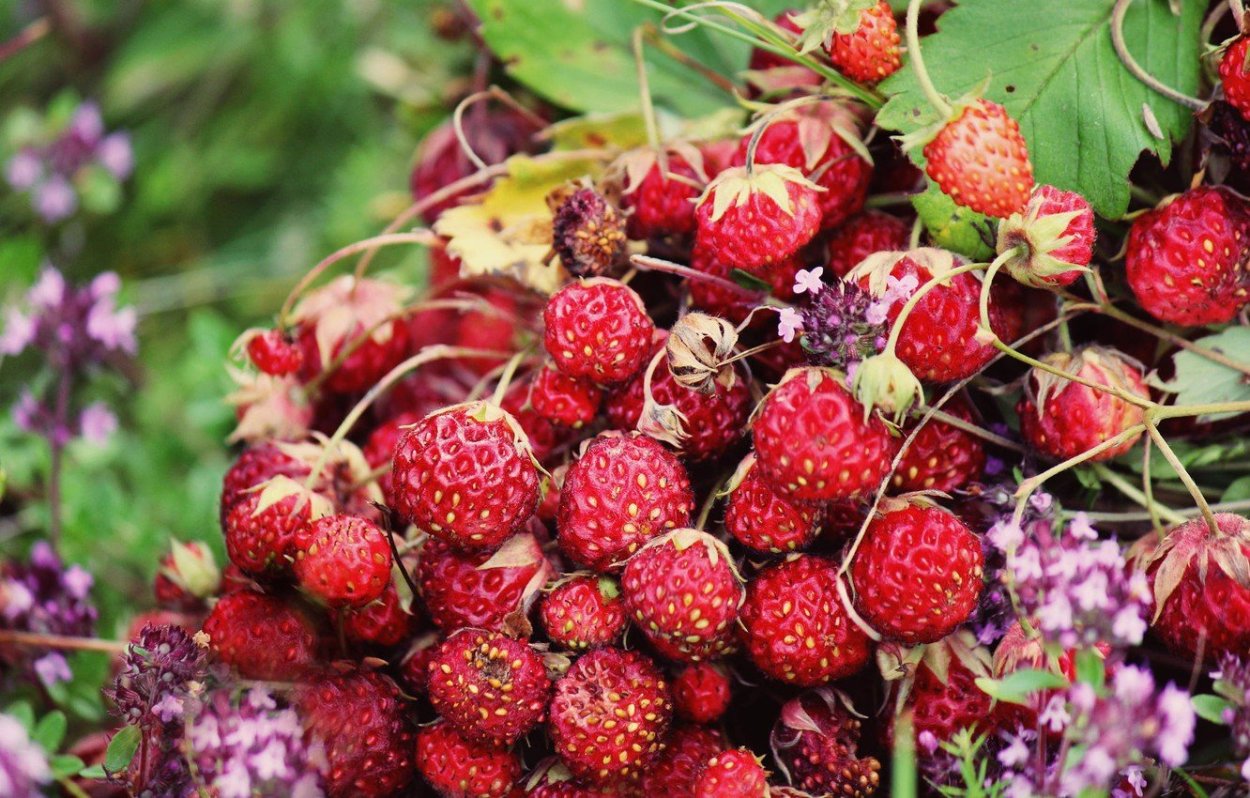 Клубника черри Берри