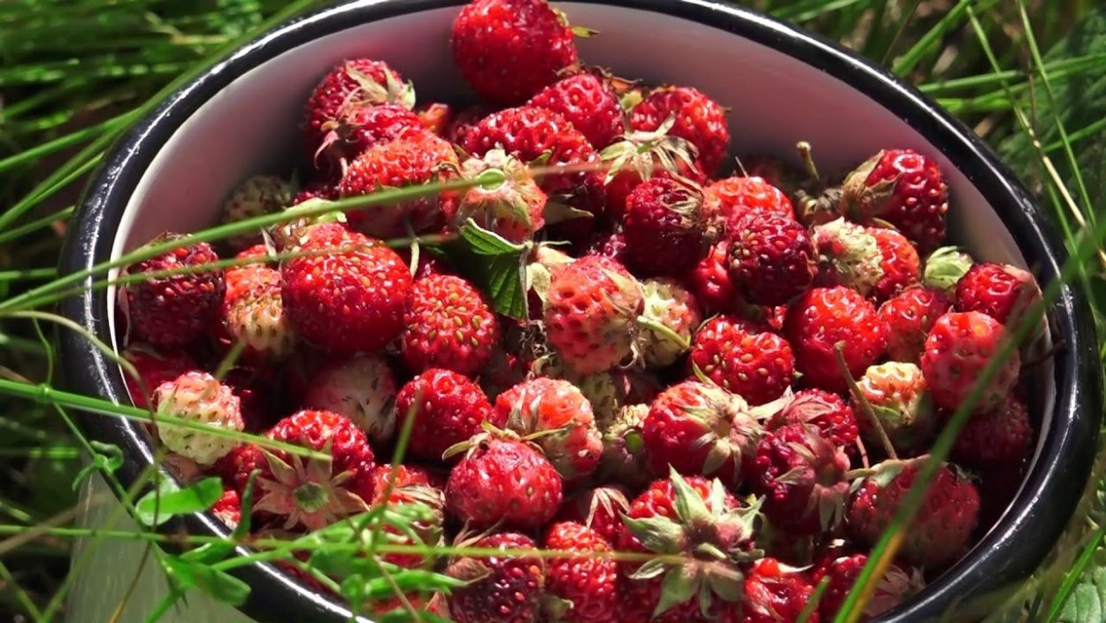 Лесная ягода Луговая,земляника,клубника