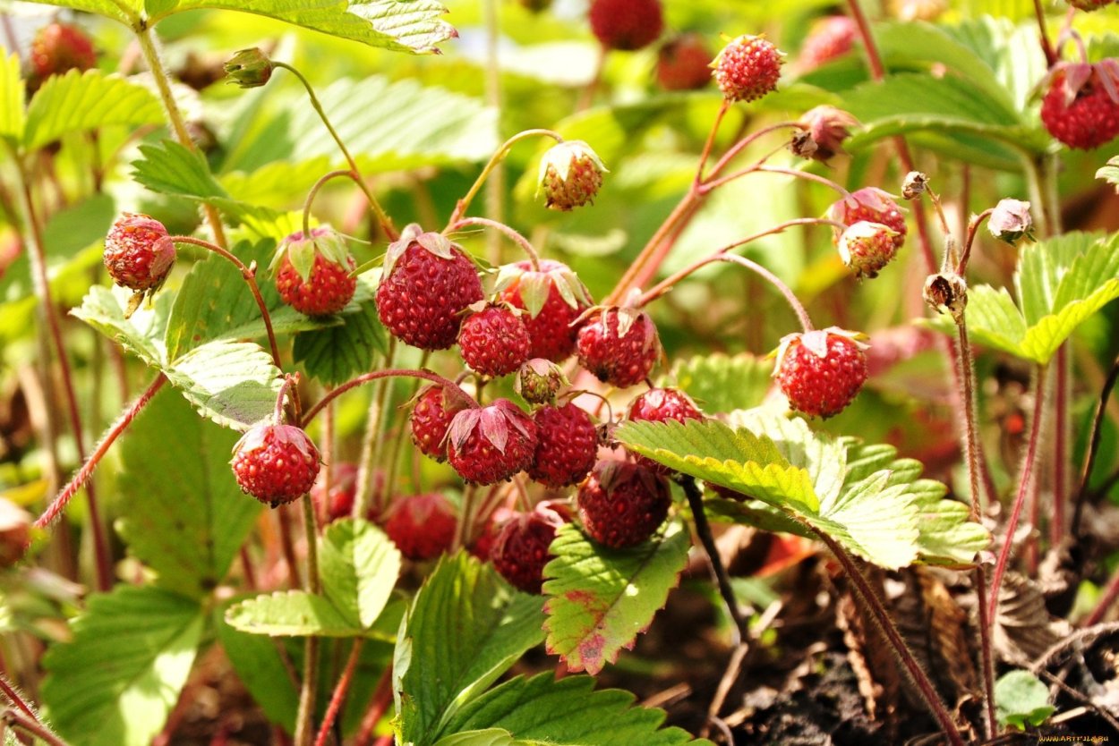 Клубника Лесная, Полуница