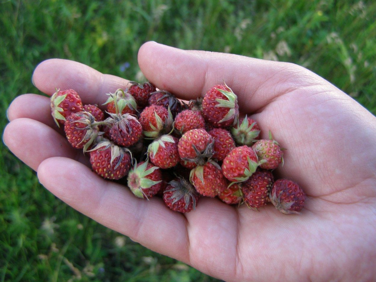 Клубника на Алтае Дикая