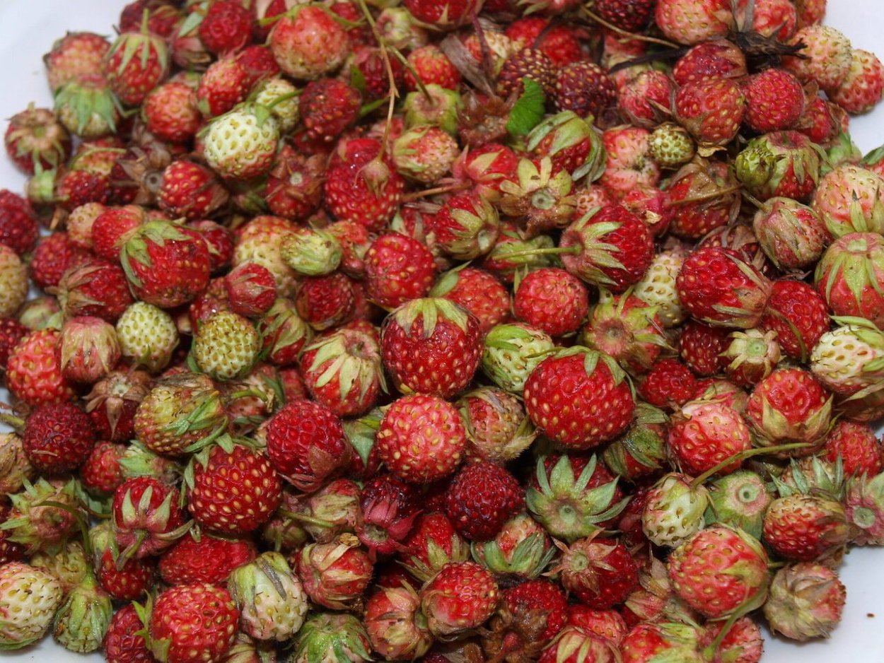 Клубника Полевая и земляника Лесная