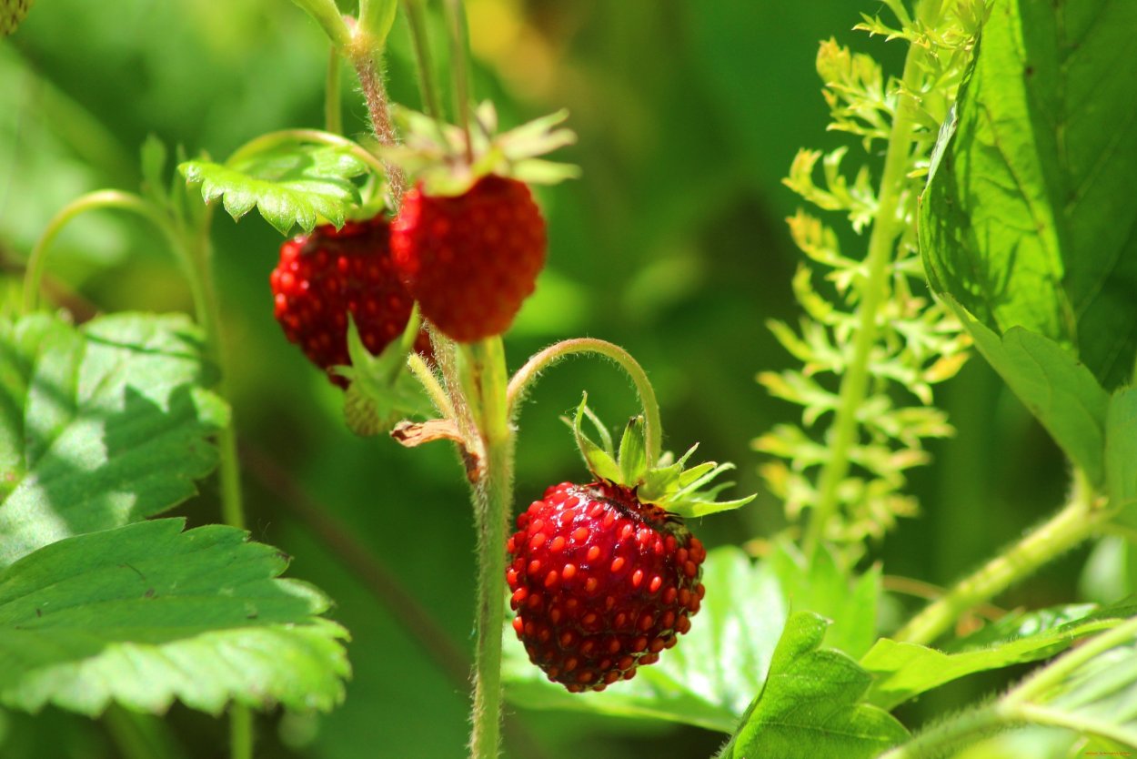 Лесная клубника и земляника