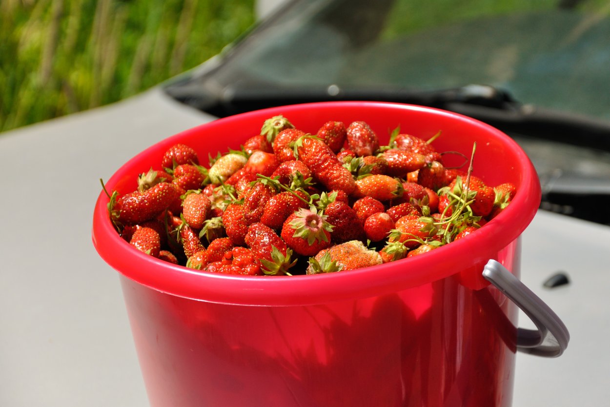 Ведро земляники