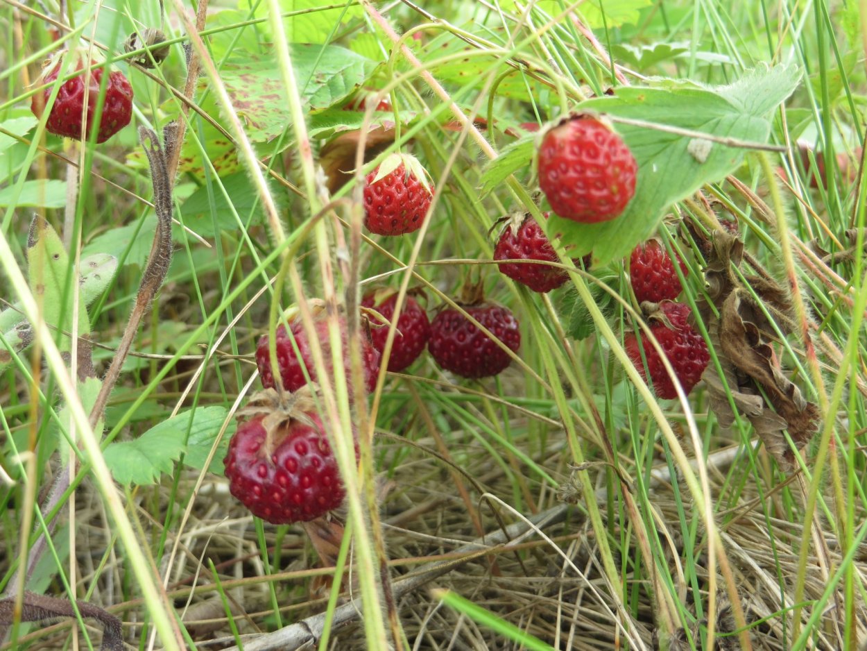 Лесная ягода Луговая,земляника,клубника