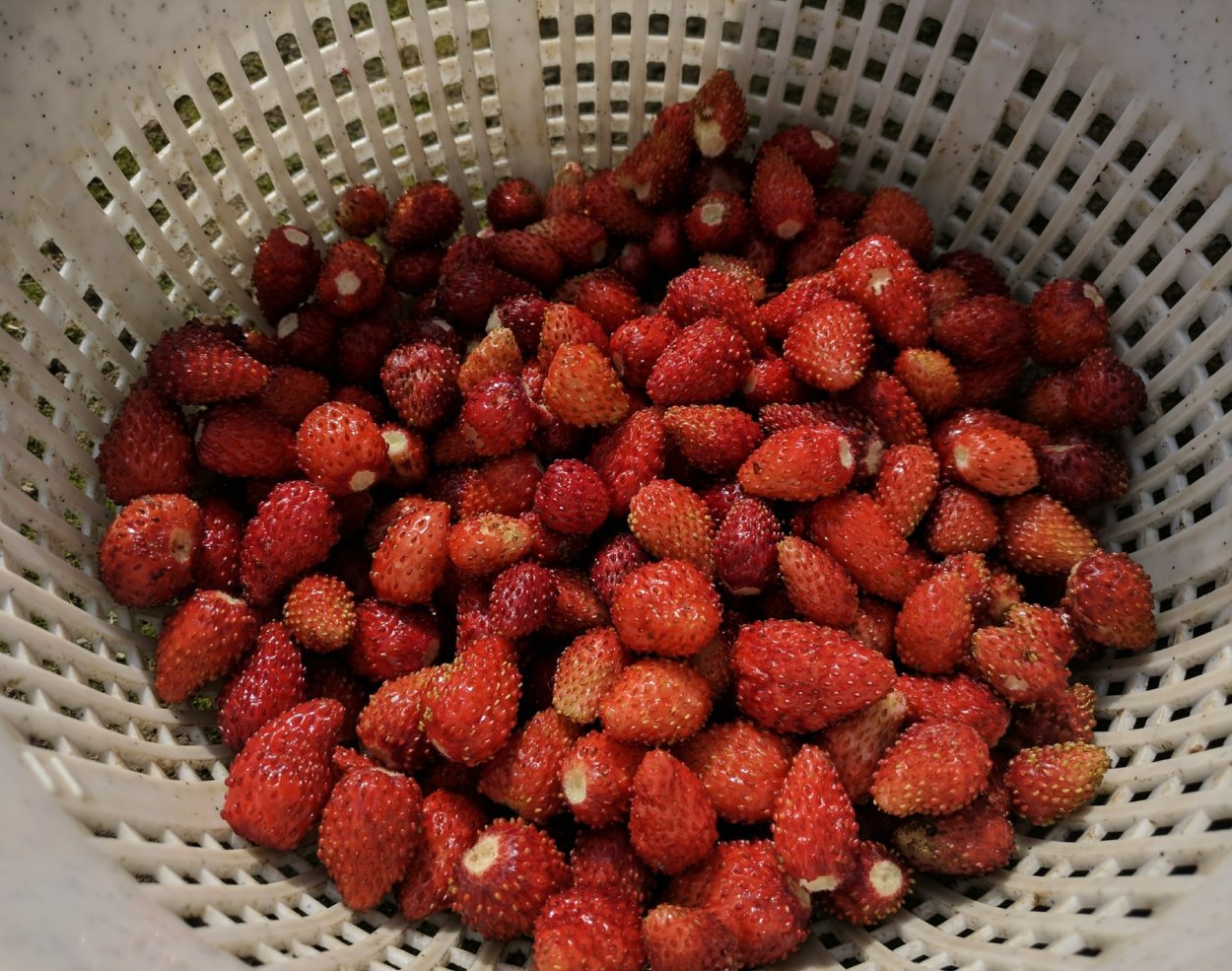 Липецкая область клубника