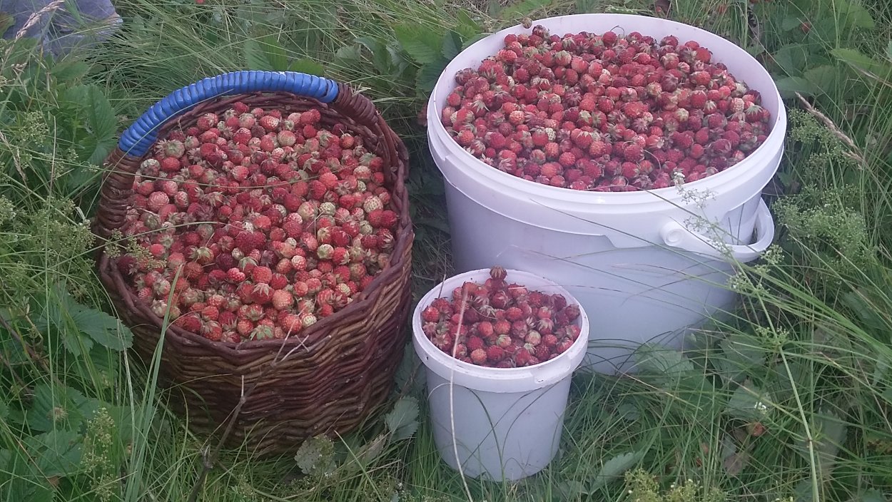 Ведро земляники