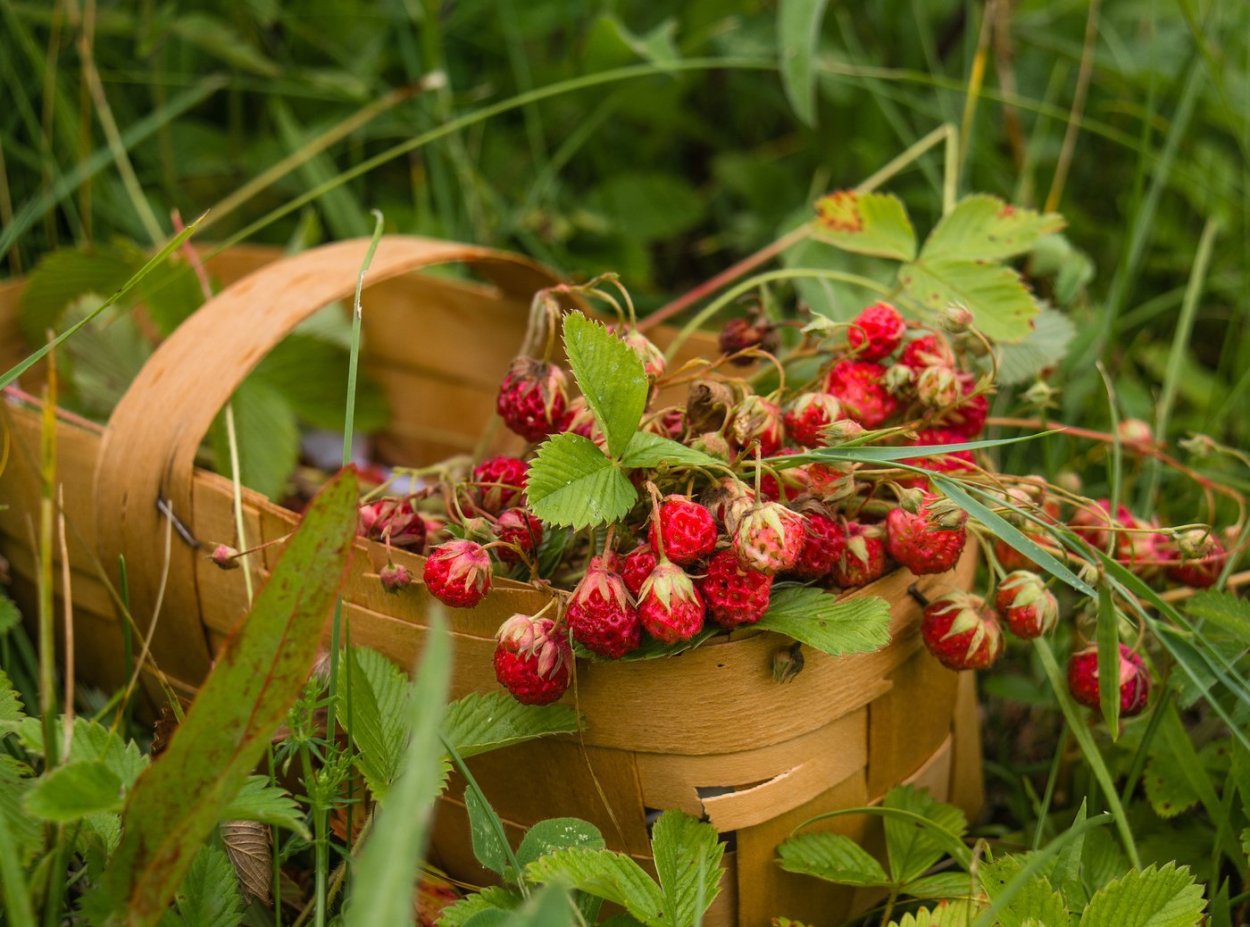 Земляничное лукошко Петрозаводск
