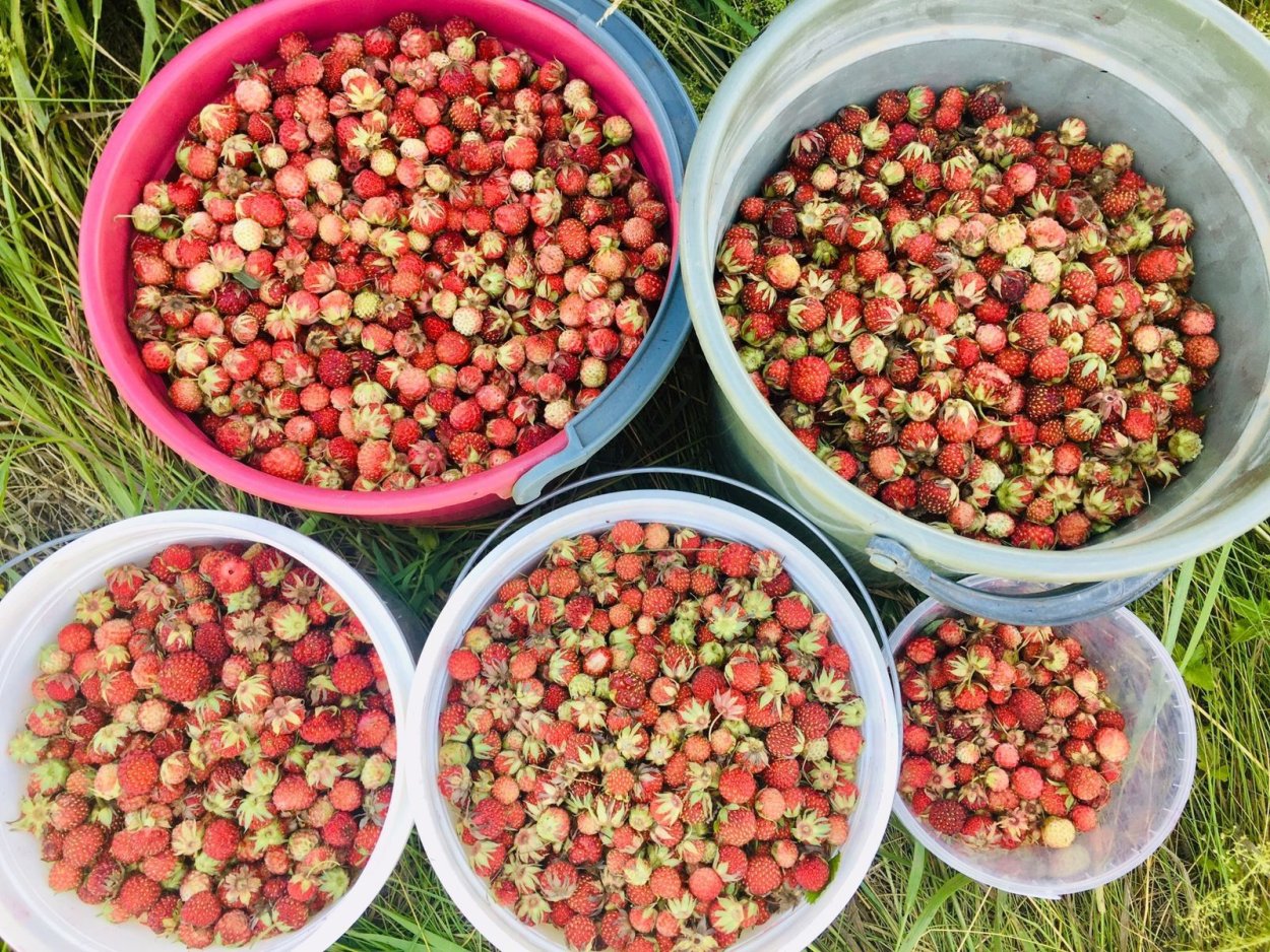 Клубника Лесная