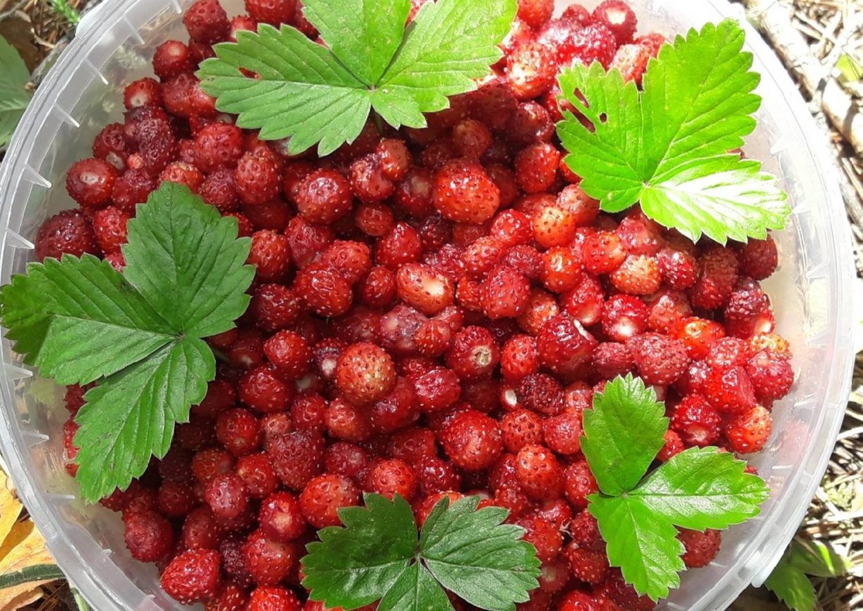 Лесная клубника джем