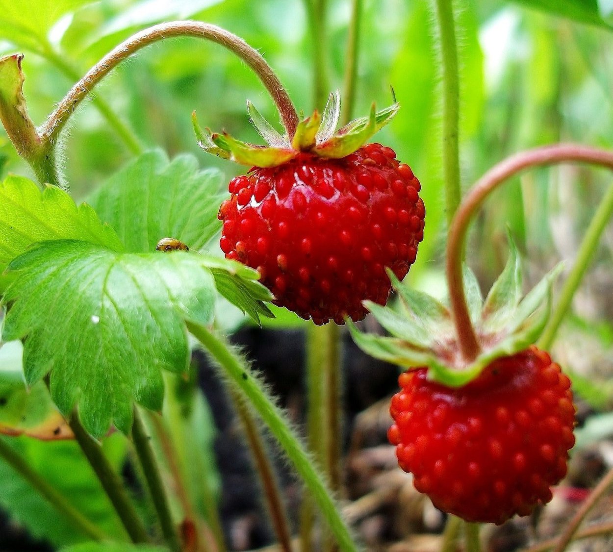 Лесная ягода Луговая,земляника,клубника