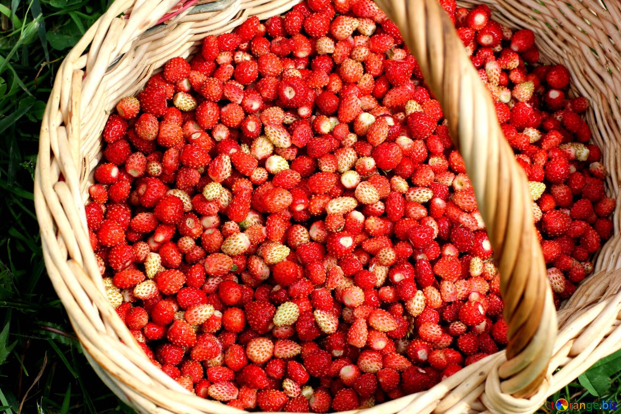 Клубника Лесная